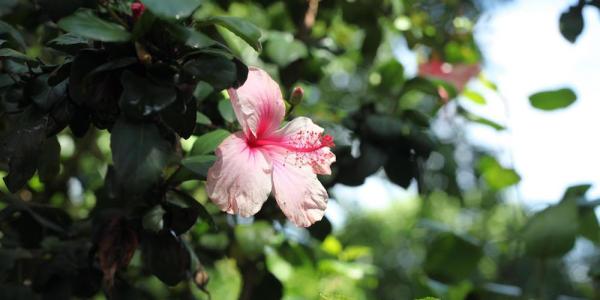 office flower