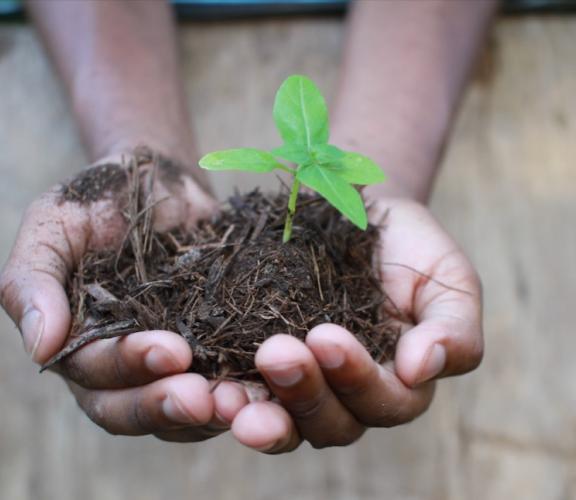 Hands with compost and a plant