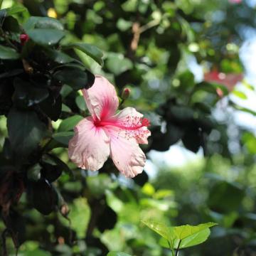 office flower