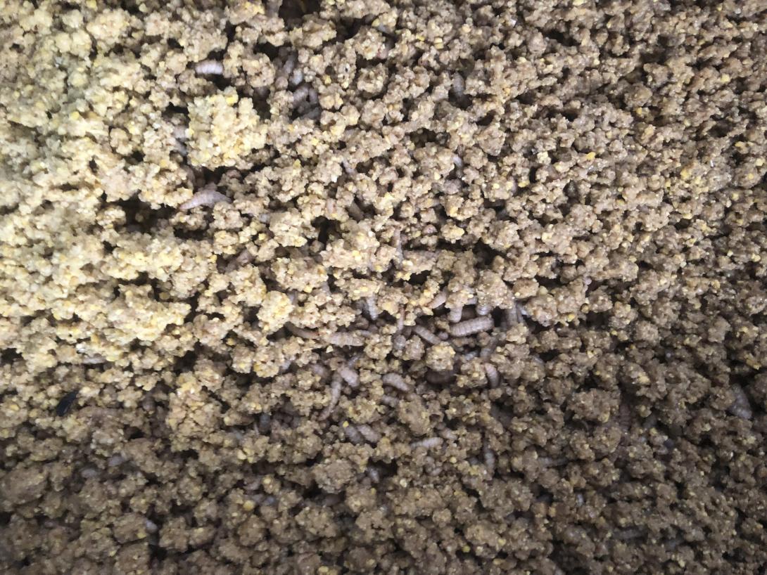 chicken feed & larvae