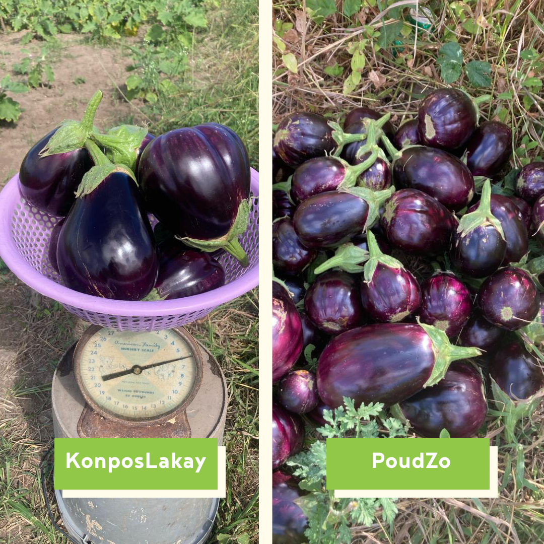 eggplants 