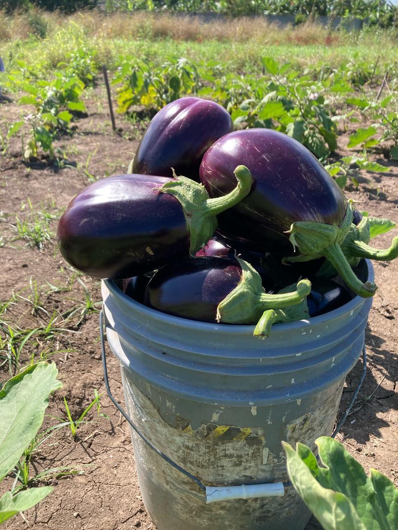 Eggplant Experiment