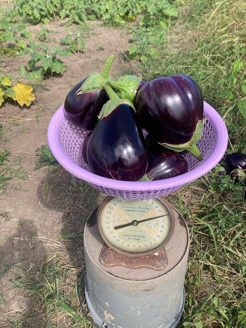 eggplant