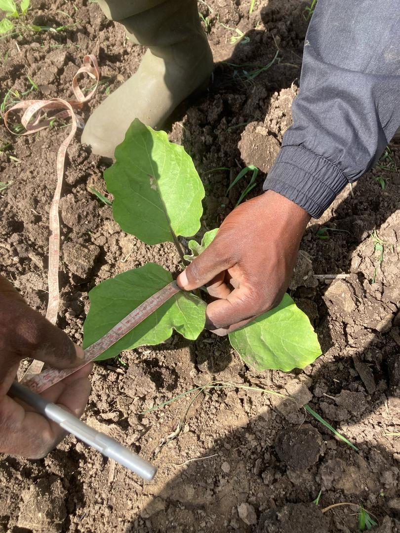 measuring eggplant plant