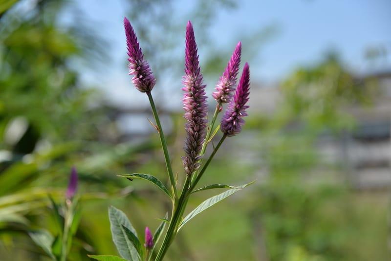 flower