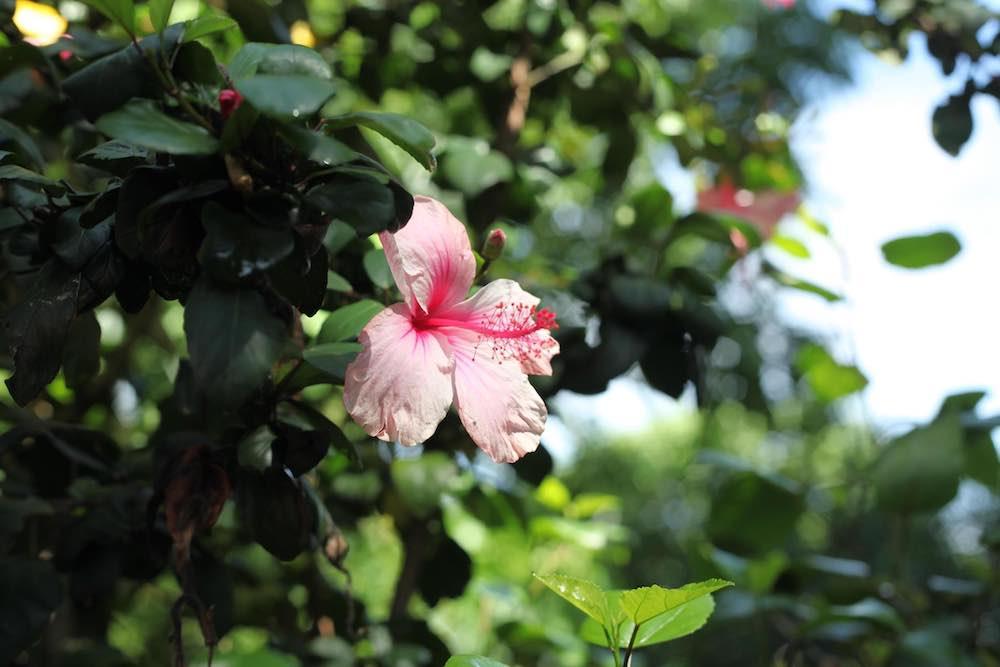 office flower