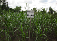 Corn in Compost